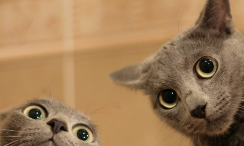 Pet Dander and How to Counter It Pet Dander and How to Counter It
