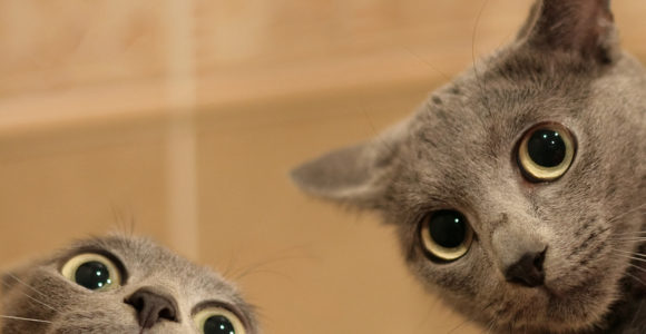 Pet Dander and How to Counter It Pet Dander and How to Counter It