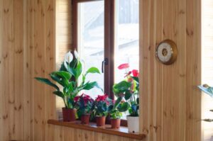 ASTHMA houseplants window iaq BIGSTOCK e